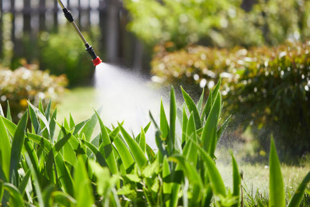 24/7 Emergency Termite Control experts in Riverside, ID